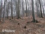 Skalka u Doks, cesta na zříceninu hradu Starý Berštejn